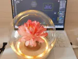 Fiore eterno-5