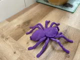 Araignée tarentule-2