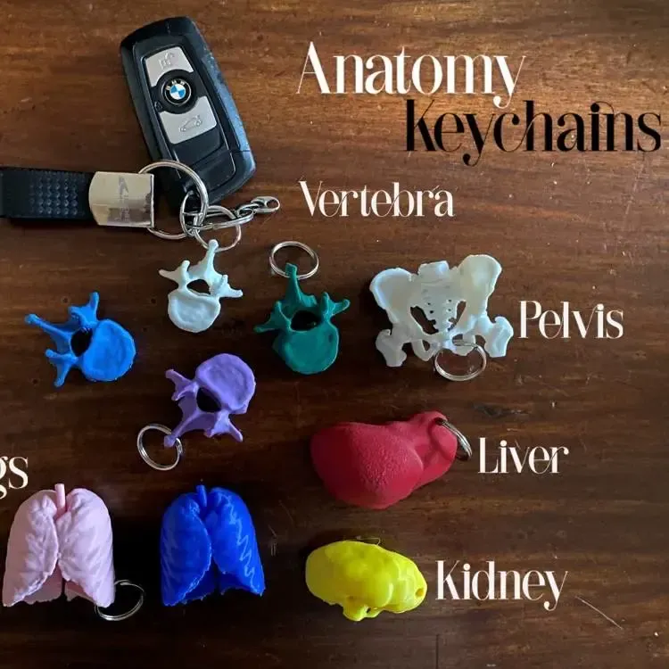 Anatomy Keychains Pack (Bundle of 5)