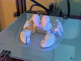 crab-4