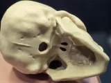 Vampire Skull-2