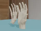 Human Hand Anatomy Bones 3D Print Model-8