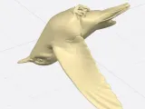 Hummingbird-3