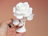 Rose-6