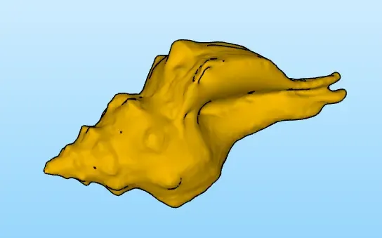 Muschel