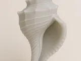 Conch shell-0