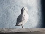 Low Poly Puffin Bird-1