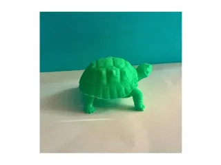 Tortoise