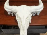 Teschio di toro-2