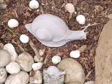 Explorer Snail-4