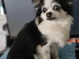 Chihuahua pelo largo-1