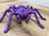 Araignée tarentule-1