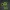 Peashooter Plants vs Zombies Fusion