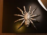 Cyber Tarantula-4