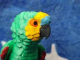 Amazon Parrot-7