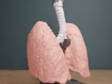 🫁 Human Lung Anatomy – Modular Educational Model-3