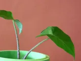 Butterfly Planter-6