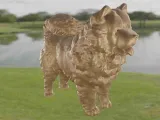 Dog Chow Chow-5