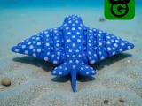 Eagle Ray Mini - Multicolor 3mf included-2