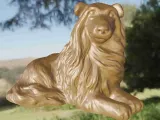 Dog Colley-6