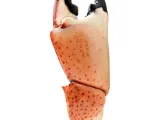 爪と貝殻-0
