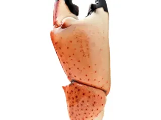 Claw and shell