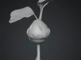 germinated seed-0