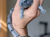 Red Eye Crocodile-2