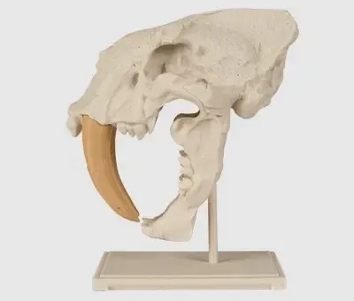 Saber-Toothed Cat Skull