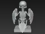 Bird skeleton-4