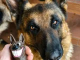 Funny German Shepherd-3