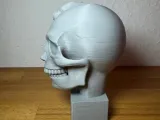 Scultura anatomica (volto diviso)-2