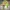 TELETUBBIES DIPSY FUNKO POP