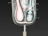 Testicles / Hoden-3