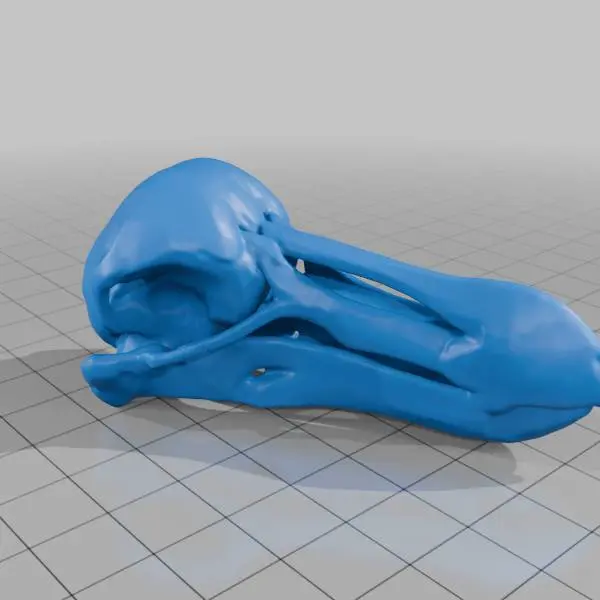 Various animal skulls