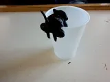 cat cup decor-0