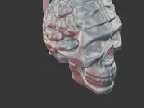 Skull with Exposed Brain 3D Print Model-3