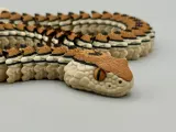 Articulated Rattlesnake | Pre-Painted + Optional Glass Eyes-8