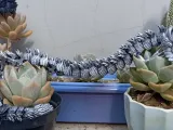 Elder Dragon flexi-5