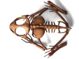 Frog Skeleton – Detailed Amphibian Anatomical 3D Model-6