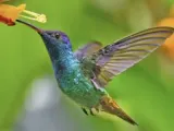 Hummingbird-0