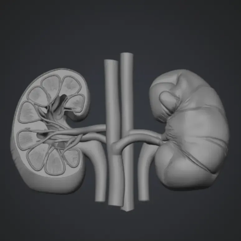 kidney human 