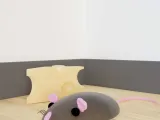 Queso de ratón-0