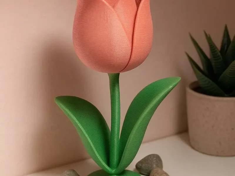 Cute Tulip