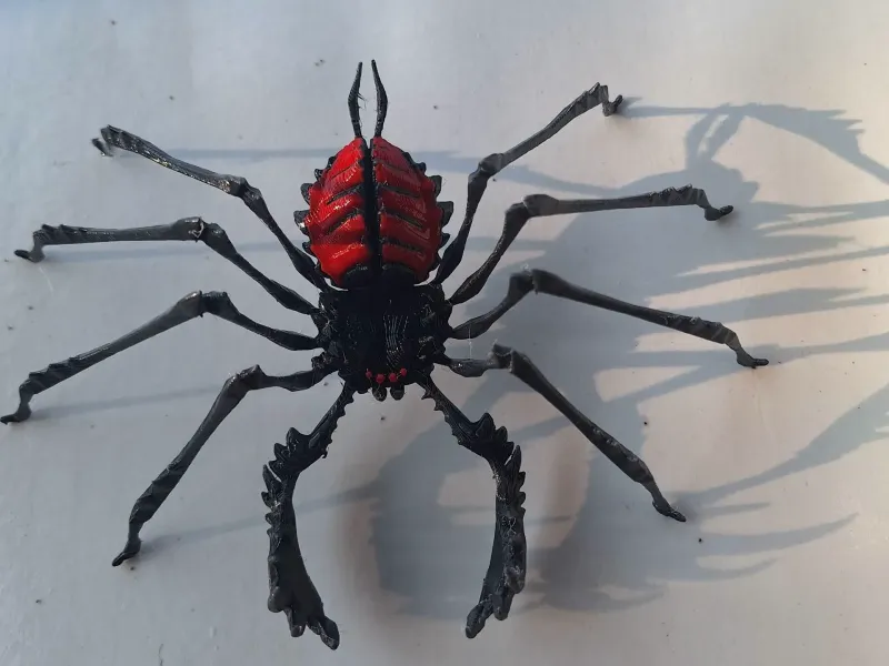spider