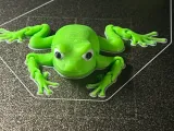 RANA ARTICOLATA V2-1