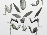 MANTIS-6