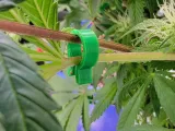 LeafGuide – Expose Bud Sites Without Cutting-2