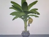 Strong Banana Tree-2