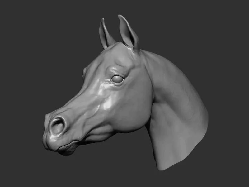 Testa di cavallo arabo